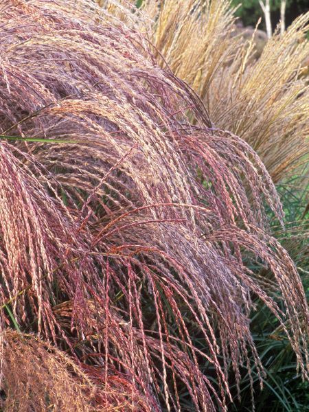 Міскантус китайський Фламінго / Miscanthus sinensis Flamingo 27247 фото