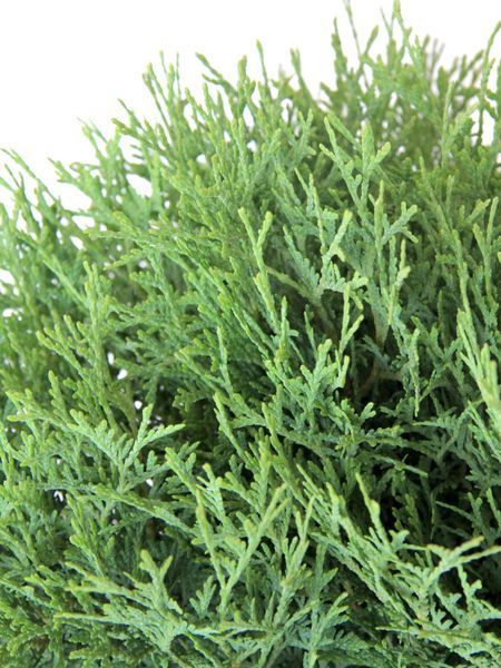 Туя західна Хосері / Thuja occidentalis Hoseri 27090 фото
