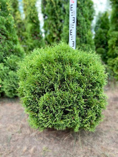 Туя західна Хосері / Thuja occidentalis Hoseri 27090 фото