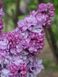 Сирень обыкновенная Катерина Хавемейер / Syringa vulgaris Katherine Havemeyer 27525 фото 1