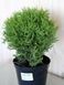 Туя західна Хосері / Thuja occidentalis Hoseri 27090 фото 1