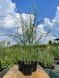 Міскантус китайський Фламінго / Miscanthus sinensis Flamingo 27247 фото 3