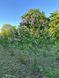 Сирень обыкновенная Катерина Хавемейер / Syringa vulgaris Katherine Havemeyer 27525 фото 2