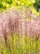 Міскантус китайський Фламінго / Miscanthus sinensis Flamingo 27247 фото 1