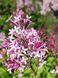 Бузок Мейєра Ред Піксі / Syringa meyeri Red Pixie 31181 фото 1