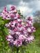 Бузок звичайний Катерина Хавемейєр / Syringa vulgaris Katherine Havemeyer 27525 фото 1