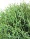 Туя західна Хосері / Thuja occidentalis Hoseri 27090 фото 4