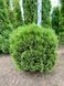Туя західна Хосері / Thuja occidentalis Hoseri 27090 фото 2