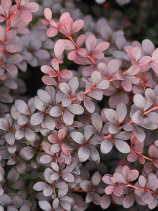 Барбарис Тунберга Дартс Ред Леді / Berberis thunbergii Dart's Red Lady 8725 фото