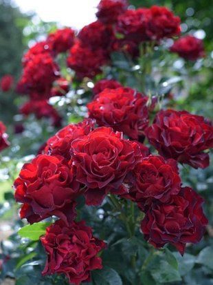 Троянда чайно-гібридна Оммаж а Барбара / Rose Hommage a Barbara 35025 фото