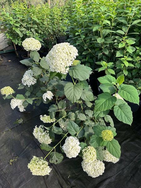 Гортензия древовидная Грандифлора / Hydrangea arborescens Grandiflora 31355 фото