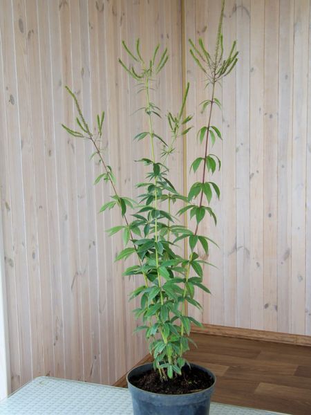 Вероникаструм виргинский / Veronicastrum virginicum 20147 фото