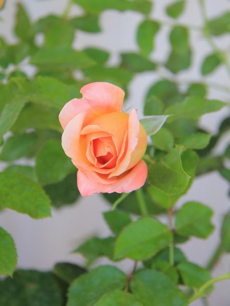 Троянда флорибунда Гейша / Rose Geisha 27910 фото