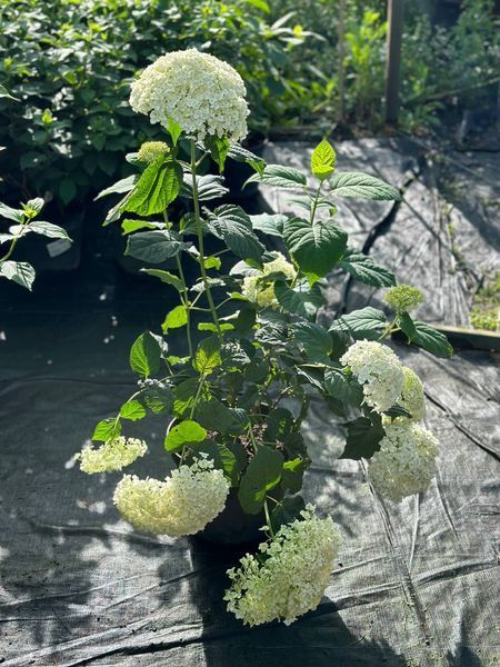 Гортензия древовидная Грандифлора / Hydrangea arborescens Grandiflora 31355 фото