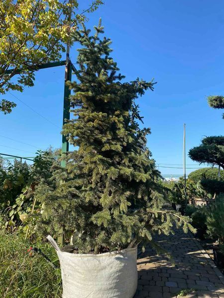 Ялина колюча Майголд / Picea pungens Maigold 27340 фото