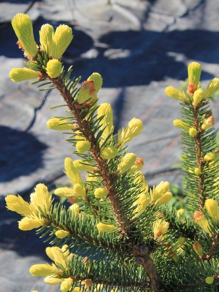 Ялина колюча Майголд / Picea pungens Maigold 27340 фото