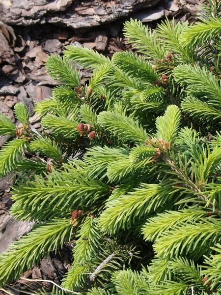 Ялина звичайна Прокумбенс / Picea abies Procumbens 20192 фото