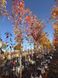 Клен червоний Ред Сансет / Acer rubrum Red Sunset 31765 фото 2