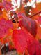 Клен червоний Ред Сансет / Acer rubrum Red Sunset 31765 фото 1
