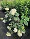 Гортензия древовидная Грандифлора / Hydrangea arborescens Grandiflora 31355 фото 3