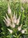 Вероникаструм виргинский / Veronicastrum virginicum 20147 фото 1