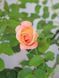 Троянда флорибунда Гейша / Rose Geisha 27910 фото 3
