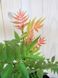 Горобинник горобинолистий Сем / Sorbaria sorbifolia Sem 32910 фото 3