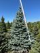 Ель колючая Кейбаб голубая новогодняя / Picea Pungens Kaibab 33099 фото 1