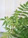 Горобинник горобинолистий Сем / Sorbaria sorbifolia Sem 32910 фото 2