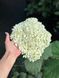 Гортензия древовидная Грандифлора / Hydrangea arborescens Grandiflora 31355 фото 1