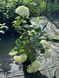 Гортензия древовидная Грандифлора / Hydrangea arborescens Grandiflora 31355 фото 2