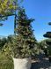 Ялина колюча Майголд / Picea pungens Maigold 27340 фото 3