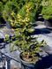 Ялина колюча Майголд / Picea pungens Maigold 27340 фото 2
