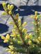 Ялина колюча Майголд / Picea pungens Maigold 27340 фото 4