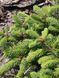 Ялина звичайна Прокумбенс / Picea abies Procumbens 20192 фото 3