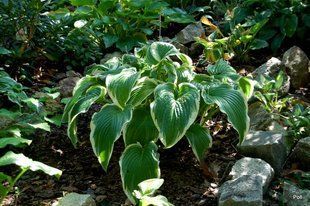 Хоста гібридна Гоне виз зе Вінд / Hosta Gone with the Wind 37283 фото