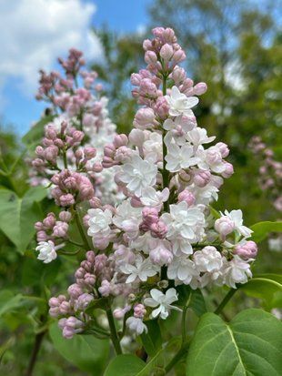 Бузок звичайний Красуня Москви / Syringa vulgaris Krasavitsa Moskvy 27526 фото