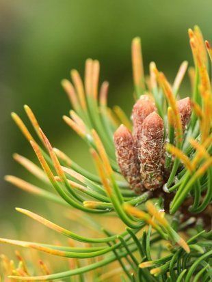 Сосна горная Оранж Сан / Pinus mugo Orange Sun 36578 фото