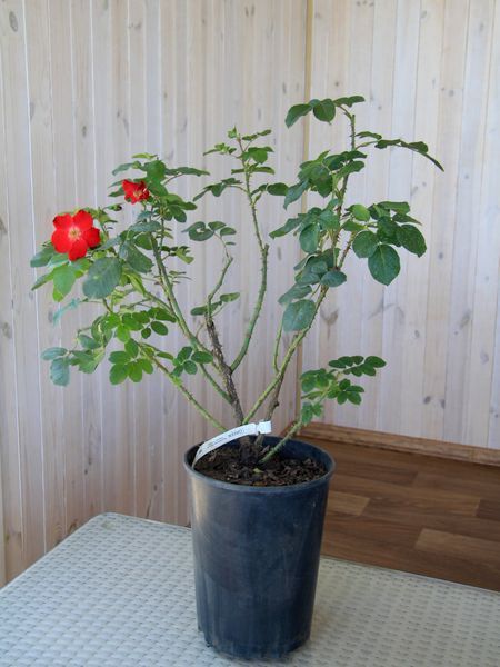 Троянда паркова Робуста / Rose Robusta 27981 фото