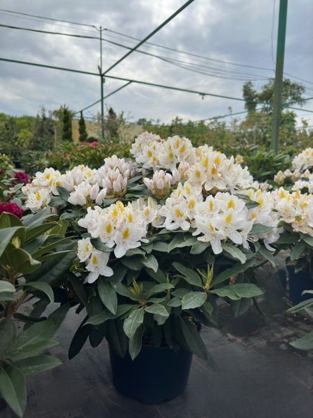 Рододендрон гибридный Мадам Массон / Rhododendron hybrid Madame Mason 33306 фото