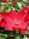 Троянда паркова Робуста / Rose Robusta 27981 фото 1