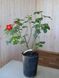 Троянда паркова Робуста / Rose Robusta 27981 фото 2