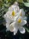 Рододендрон гибридный Мадам Массон / Rhododendron hybrid Madame Mason 33306 фото 1