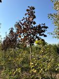Клен остролистный Роял Ред / Acer platanoides Royal Red 24712 фото