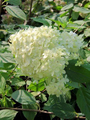 Гортензія волотиста Меджікал Мунлайт / Hydrangea paniculata Magical Moonligth 33156 фото