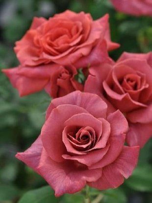 Троянда чайно-гібридна Блек Ті / Rosa Black tea 35361 фото
