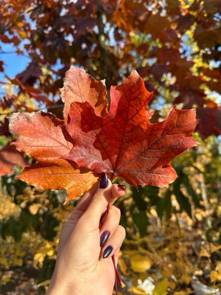Клен остролистный Роял Ред / Acer platanoides Royal Red 24712 фото