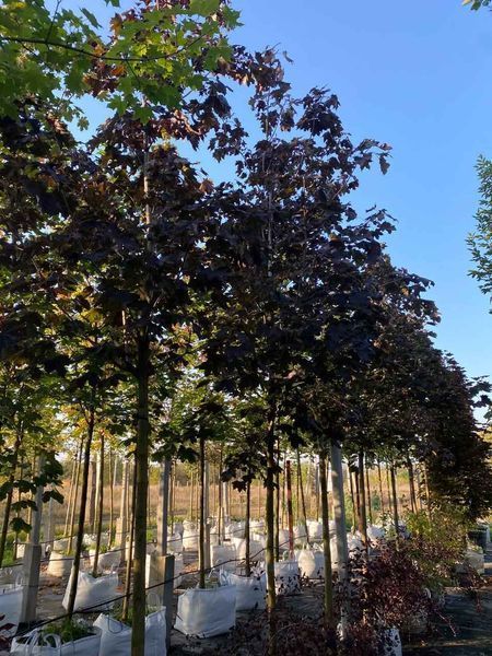 Клен остролистный Роял Ред / Acer platanoides Royal Red 24712 фото