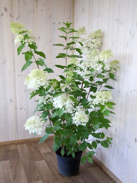 Гортензія волотиста Меджікал Мунлайт / Hydrangea paniculata Magical Moonligth 33156 фото