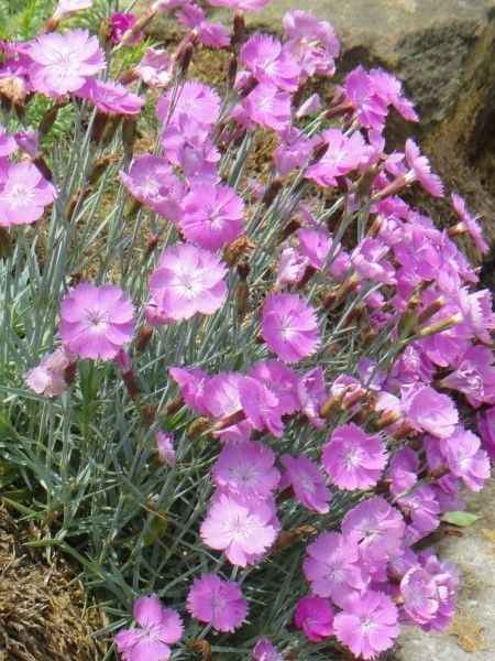 Гвоздика травянка / Dianthus deltoides 20149 фото